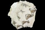 Oreodont Jaw Section With Teeth - South Dakota #82180-1